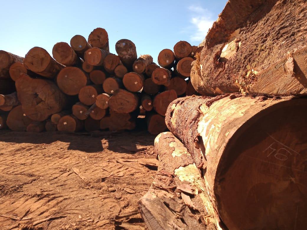 Manejo sustentável e legalizado de madeira