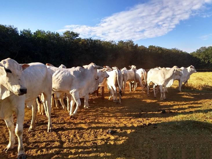 Mercado do boi gordo hoje: confira as cotações da arroba