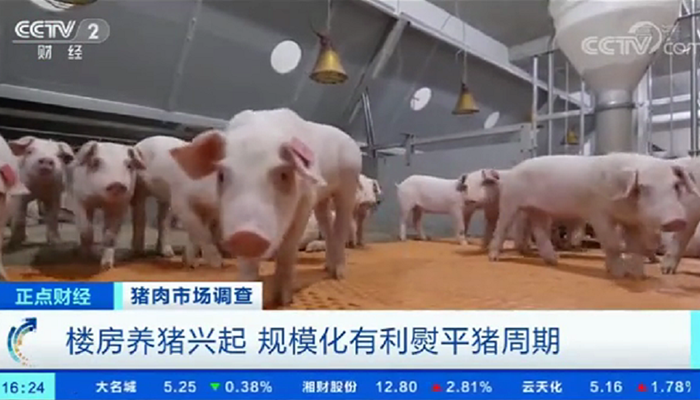 Porcos olhando para a câmera dentro de um prédio na China