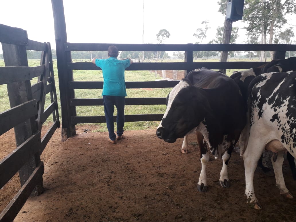 Leite vaca mato grosso