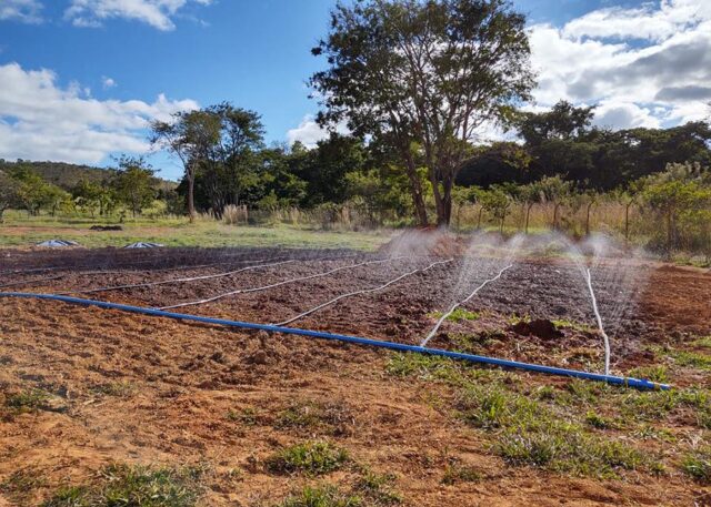 irrigação de hortaliças