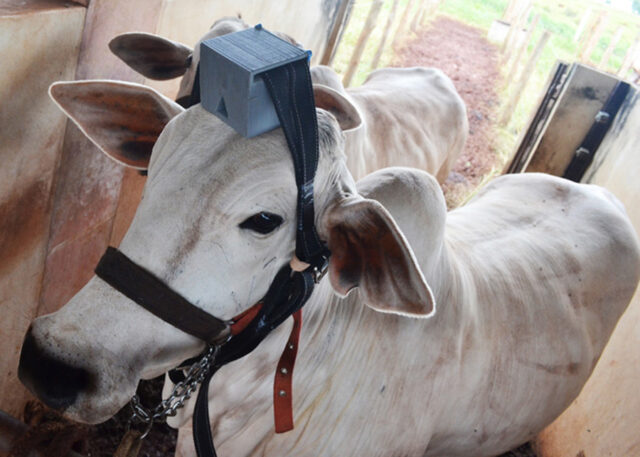 sensor de cabeça de gado