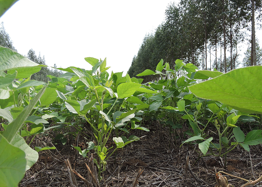 grãos; soja; embrapa grãos; soja; embrapa