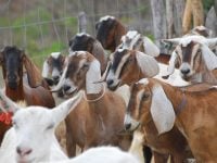 doenças em caprinos leiteiros