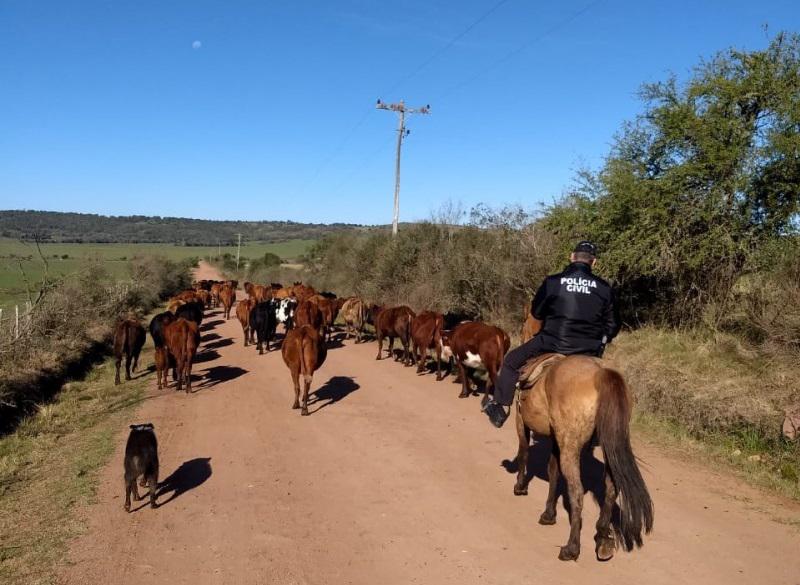 bovinos apreensão polícia civil