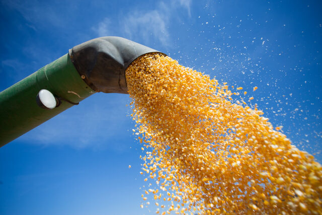 Colheita da safrinha de milho atinge 80,3% da área no Centro-Sul, diz AgRural