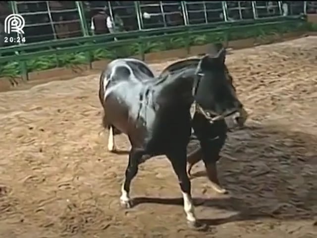 Lance Rural transmite o Cavalo Crioulo na EXPOINTER ao vivo e