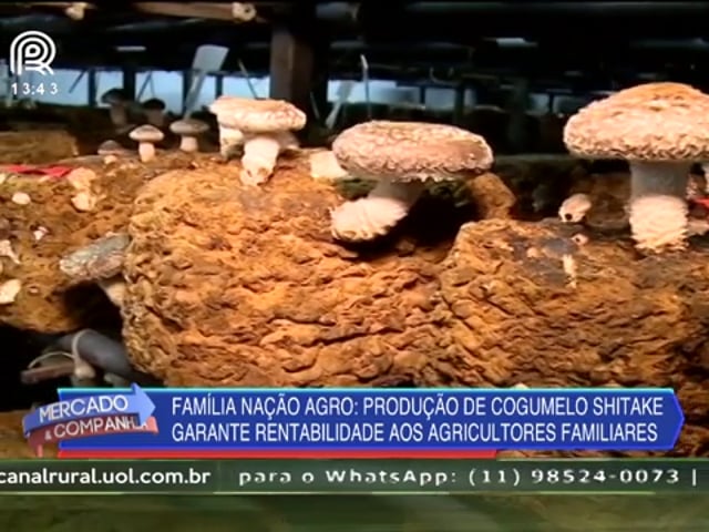 COMO FUNCIONA? PRODUÇÃO DE COGUMELOS SHITAKE EM BLOCOS 