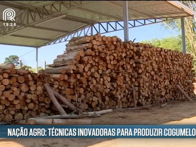 Conheça a produção de Cogumelo Shitake em Mateus Leme (MG)