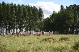 45ANOS_web - mato grosso do sul