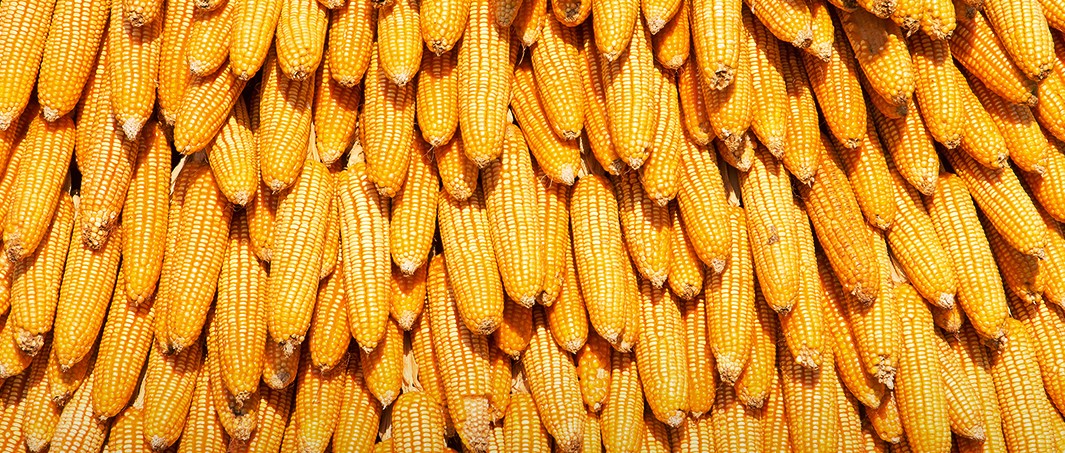 'Câmbio é o principal fator que impacta os preços do milho neste momento'