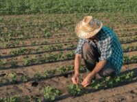 Plano Safra da agricultura familiar será de R$ 77,7 bilhões; confira detalhes rural