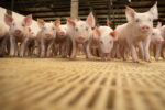 exportações de carne suína, polícia