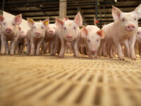 exportações de carne suína, polícia