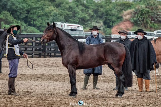 Cavalo crioulo