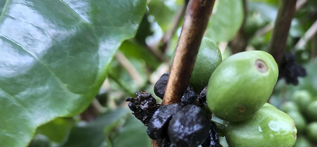 Não perca tempo, proteja sua florada e garanta a produtividade da lavoura