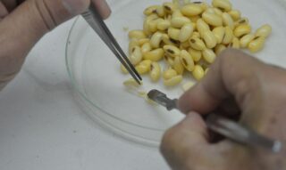 biotecnologia