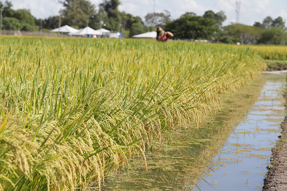 Arroz tem a menor rentabilidade dos últimos três anos