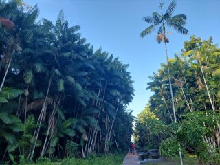 pesquisa Amazônia