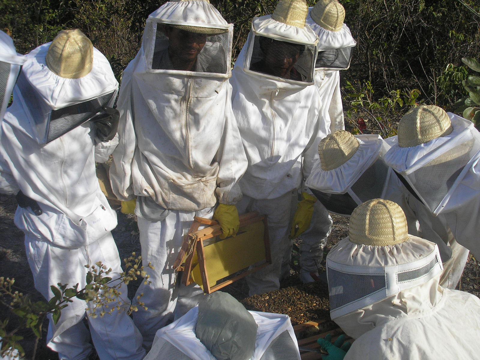 grupo de apicultores