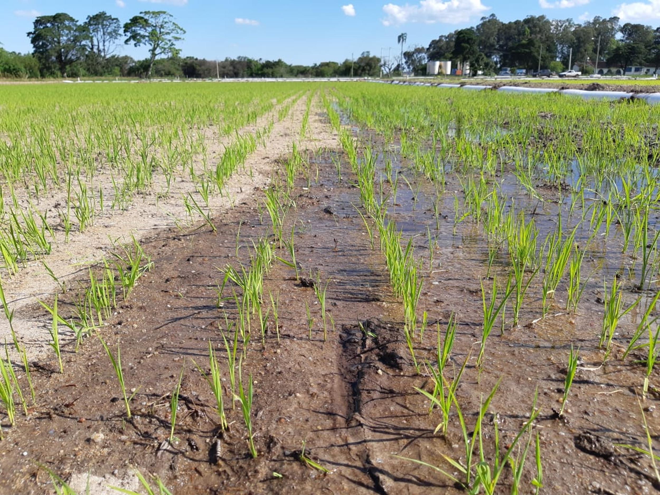 lavoura de arroz irrigado, irrigação