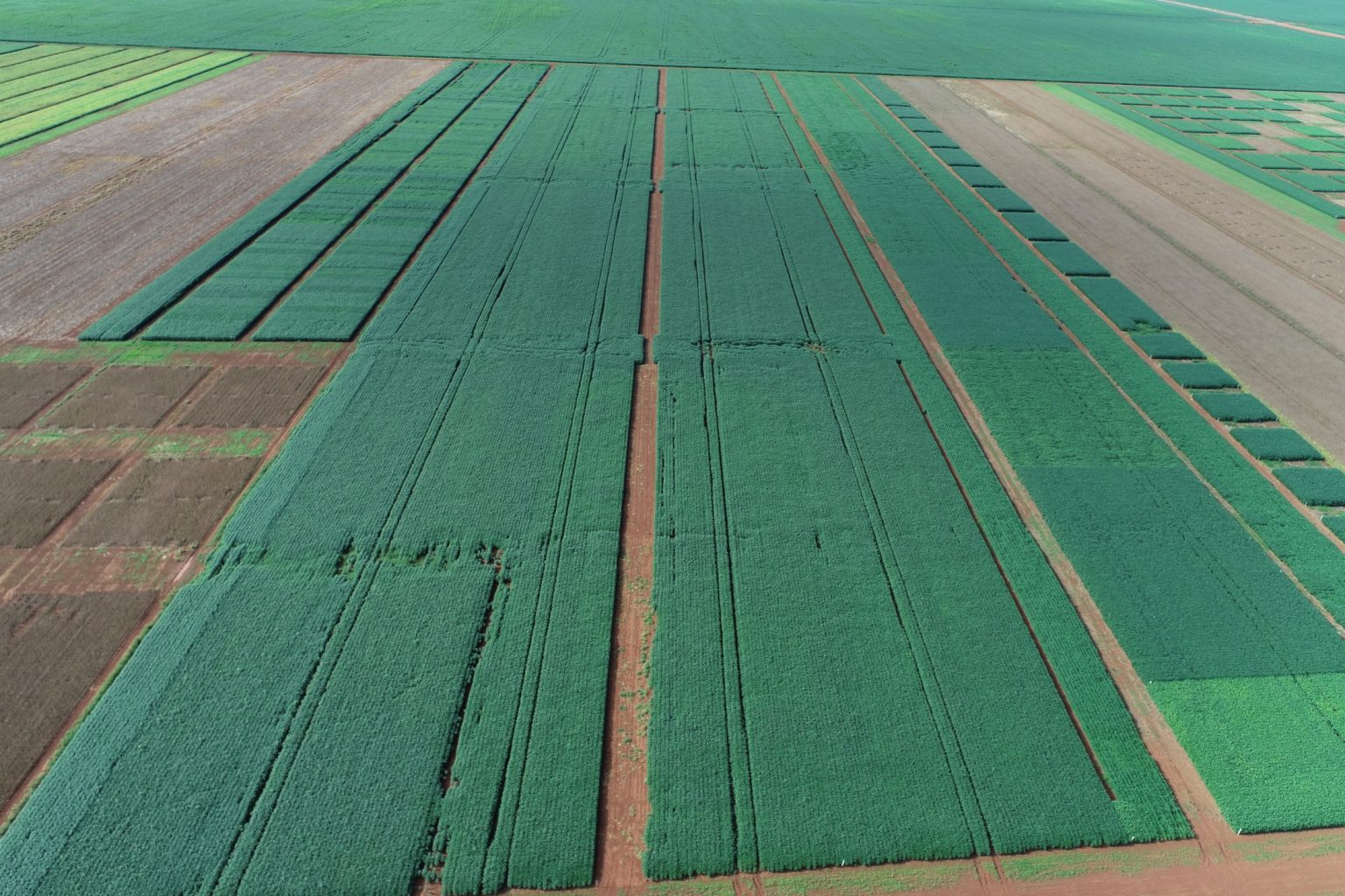 Área com o Projeto Biológicos na safra de soja 2022/23, no CAD Oeste em Sapezal-MT Área com o Projeto Biológicos na safra de soja 2022/23, no CAD Oeste em Sapezal-MT
