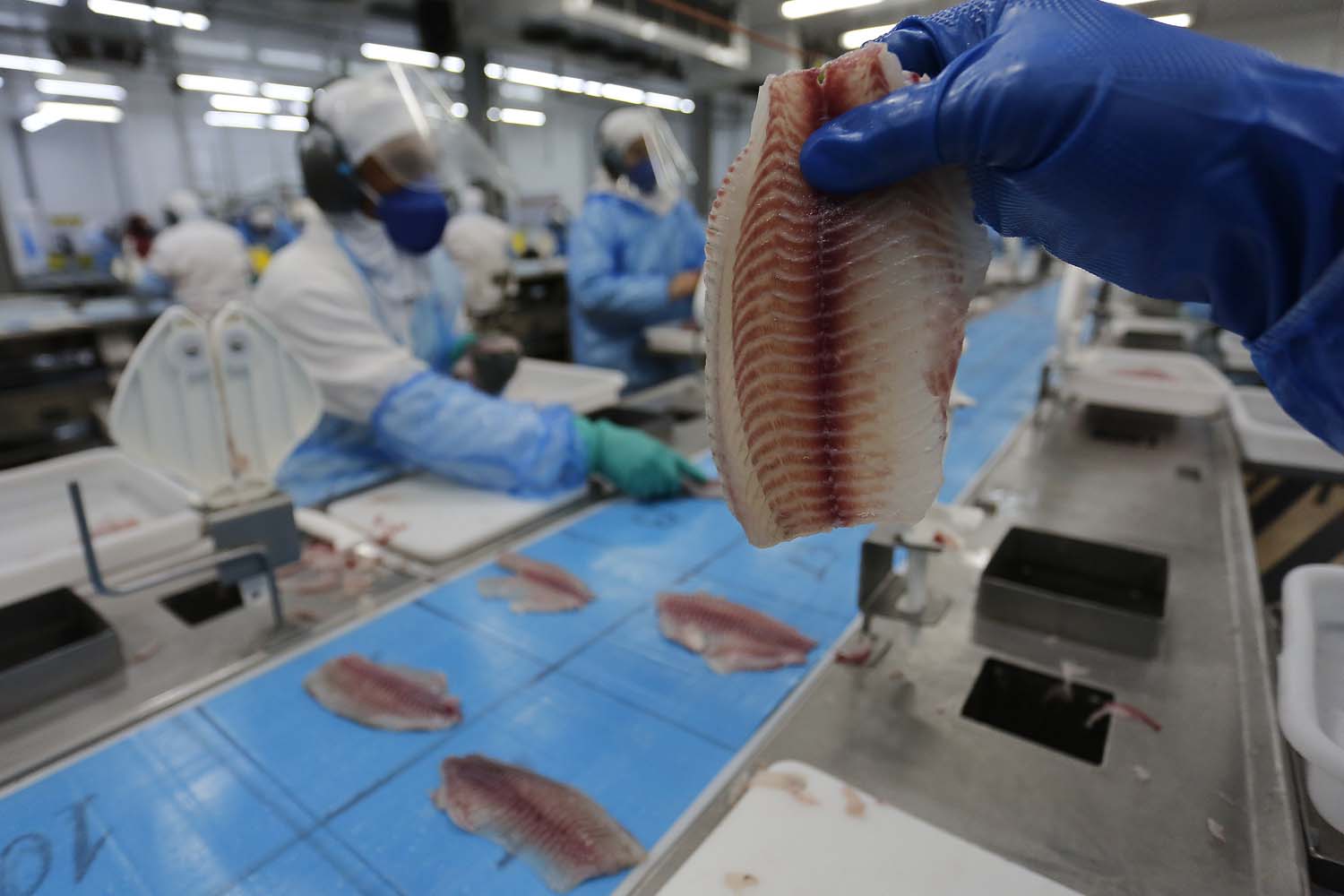 Filé de tilápia na cooperativa Copacol Filé de tilápia na cooperativa Copacol