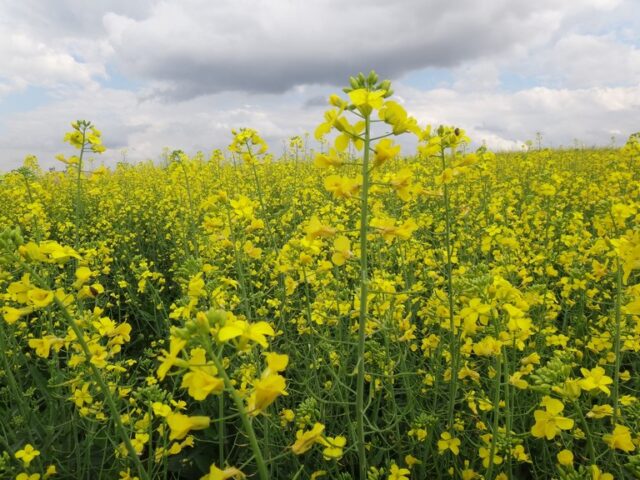 Plantação de Canola