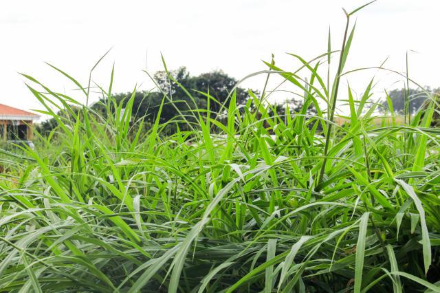 Cultivar de capim-elefante pode ser usada na alimentação de peixes e aves