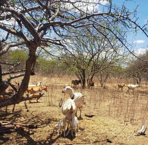 Caprinos na Caatinga seca_Easy-Resize.com