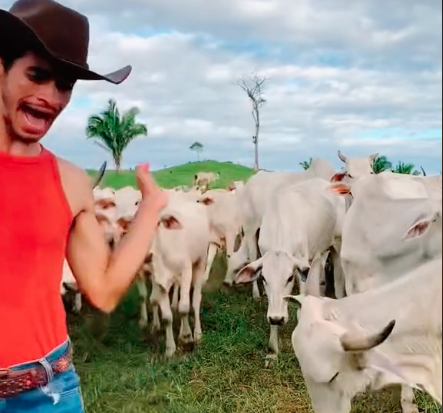 vaca, agroinfluencer