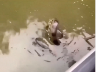 peixe