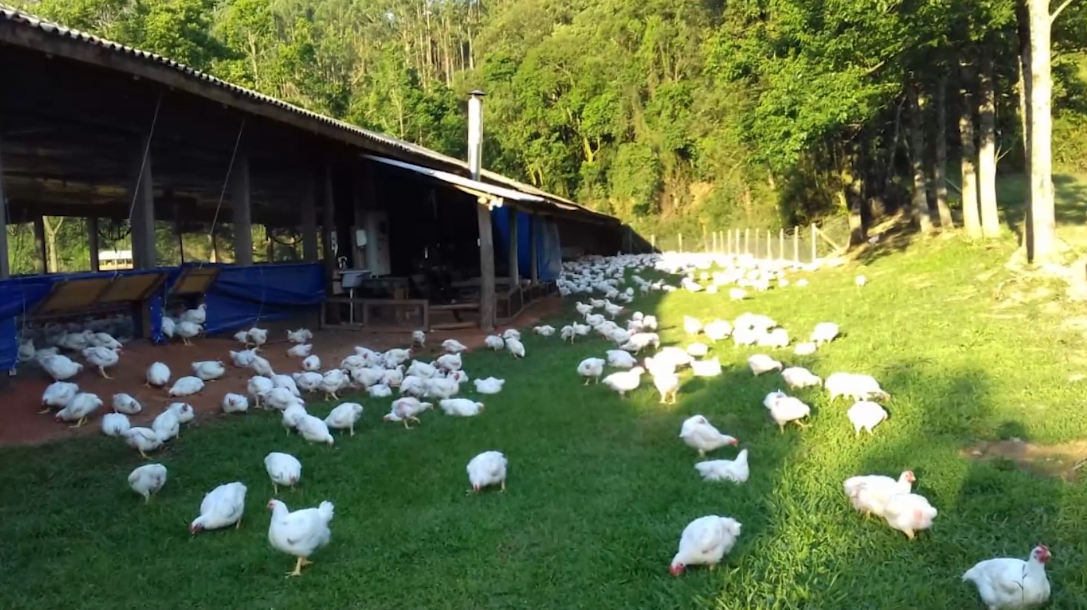 granja; aviário; frango orgânico