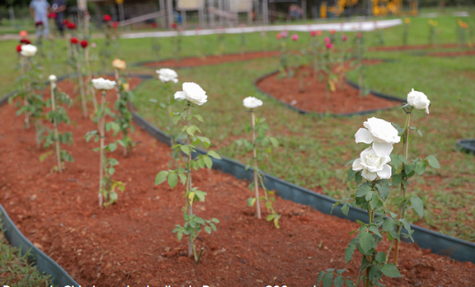 Parque da Cidade, em Brasília, ganha jardim de rosas com 200 mudas
