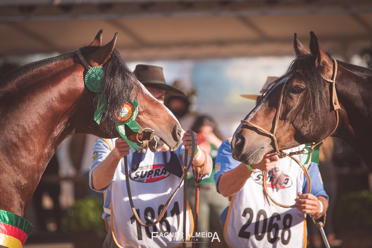 Foto: Associação Brasileira de Criadores de Cavalo Crioulos/Divulgação 