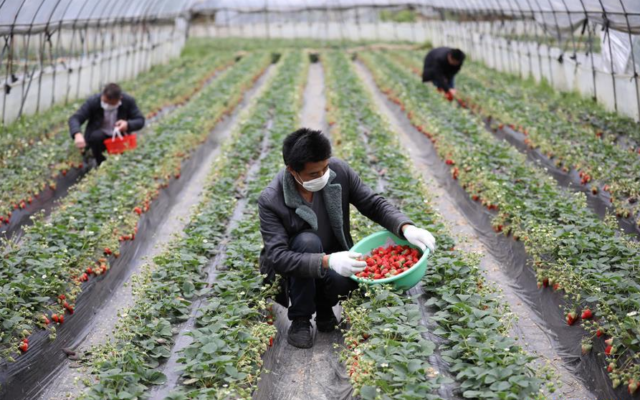 agricultura, coronavírus, campo, China
