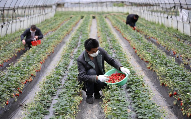 agricultura, coronavírus, campo, China - infraestrutura rural