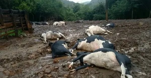 Descarga Elétrica Mata Vacas e causa prejuízo de R$ 200 mil