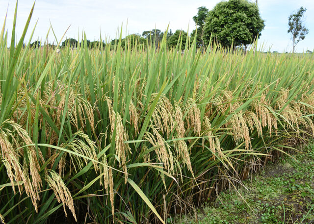 arroz cultivar Tocantins