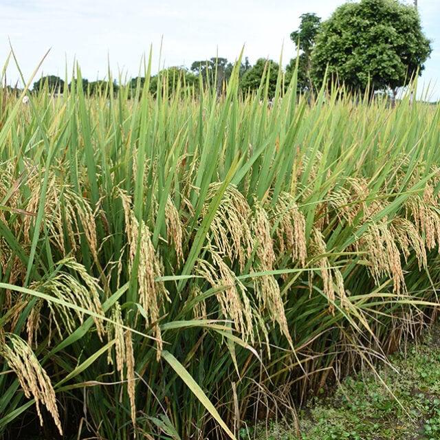 arroz cultivar Tocantins