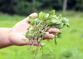 Nova cultivar de amendoim forrageiro