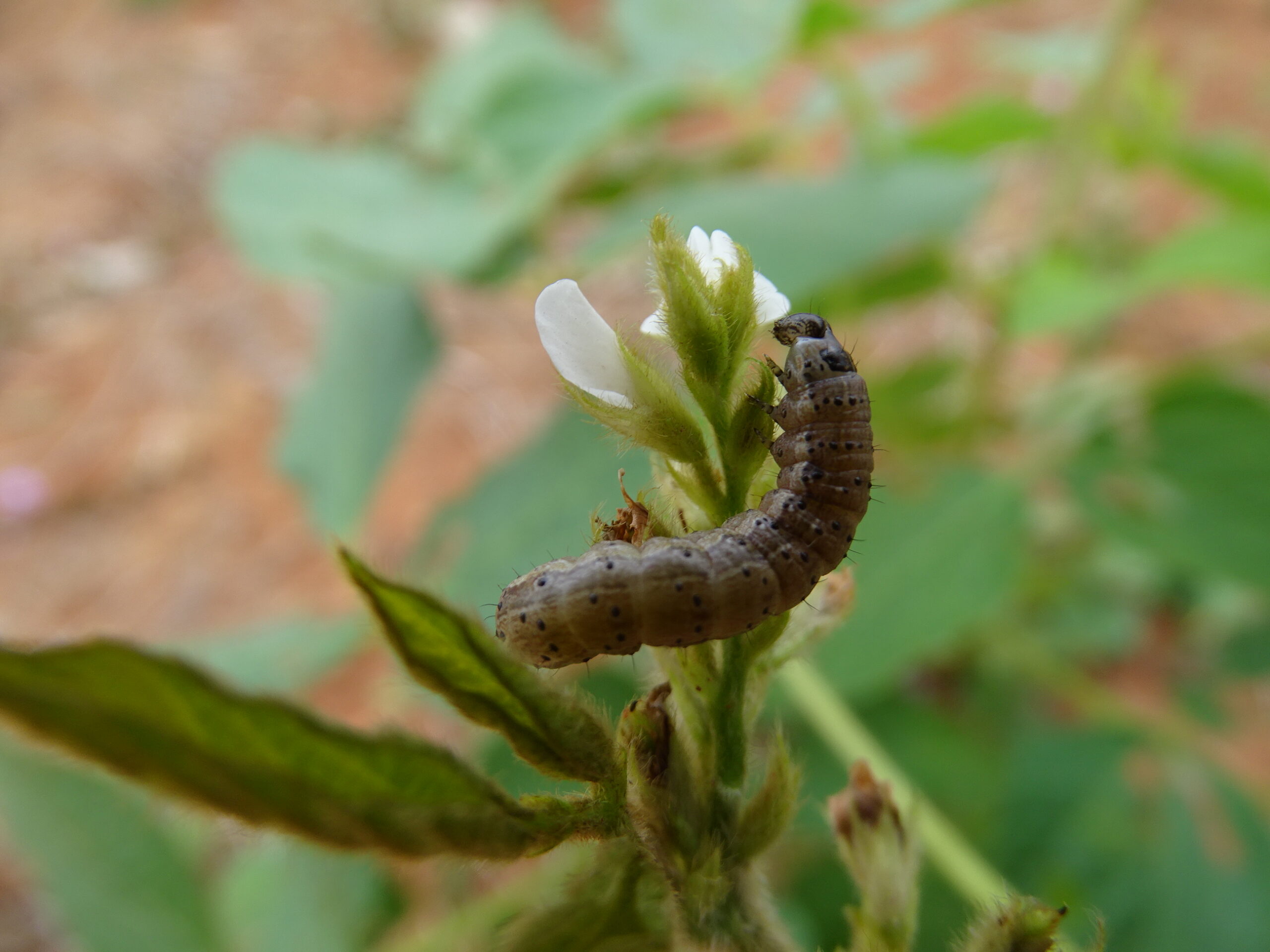 Spodoptera, a lagarta que ganhou presença nas lavouras de soja
