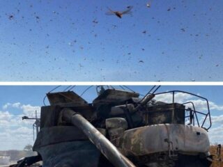 Nuvem de gafanhoto e produtor que perdeu R$ 1 milhão em incêndio; veja as mais lidas