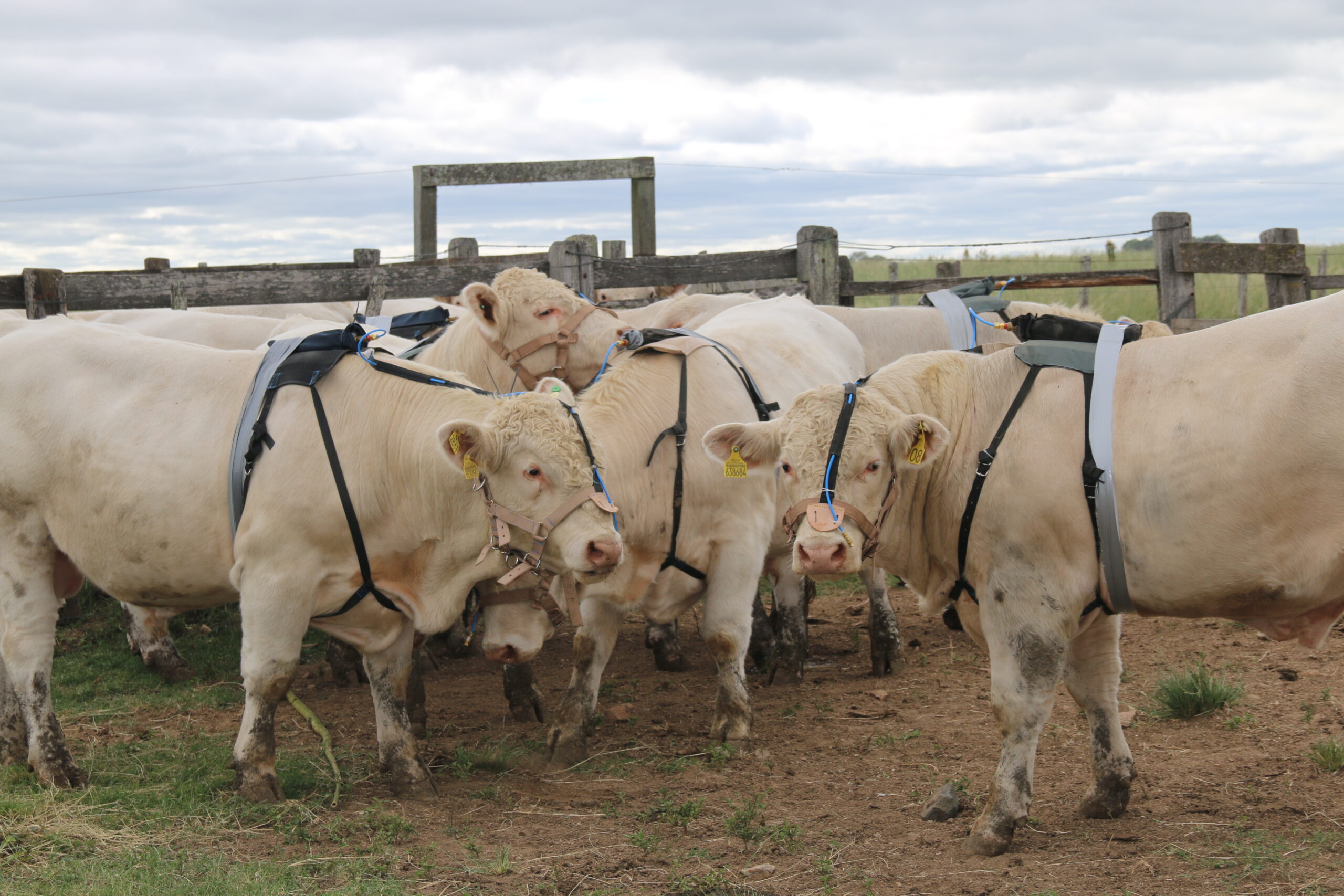 Nova metodologia mede a emissão de metano em reprodutores bovinos