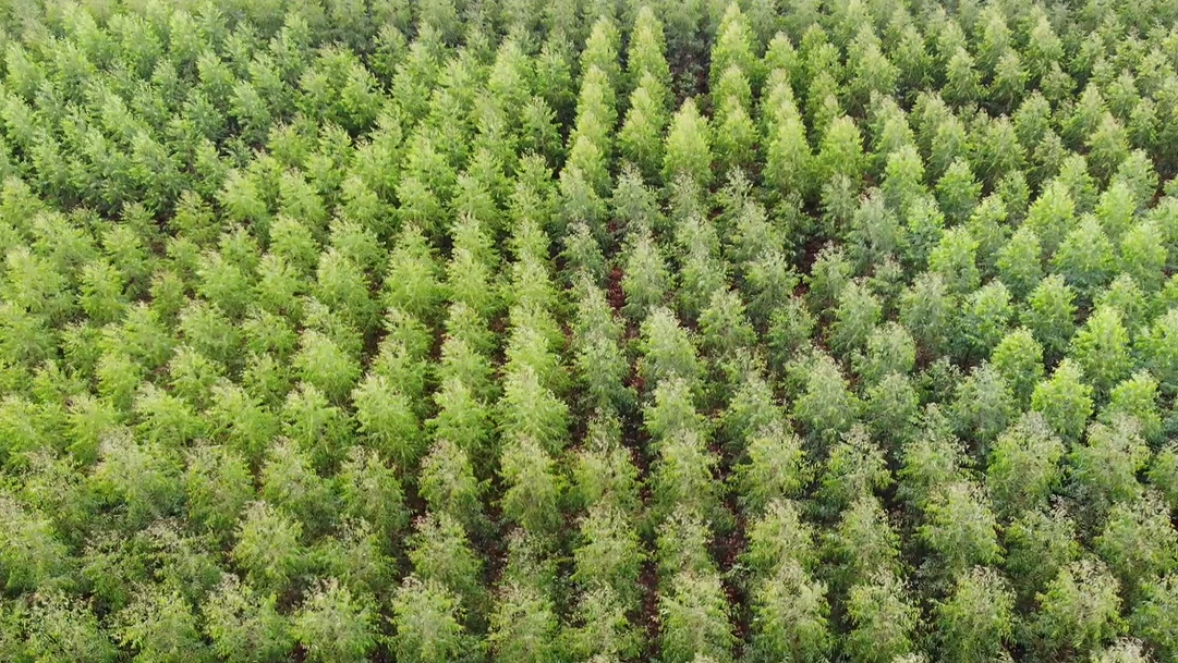 Canal Rural estreia programa Floresta S.A.