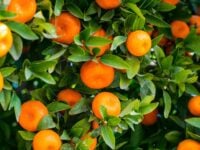 bacterias folha de laranja e citros elimina agrotóxicos
