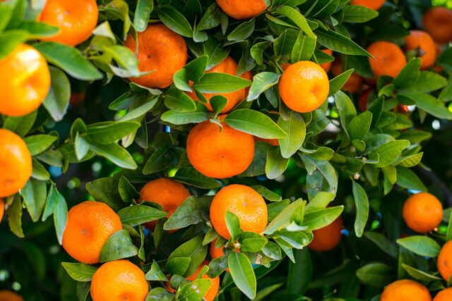 bacterias folha de laranja elimina agrotóxicos