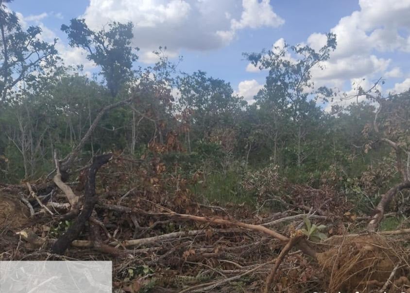Brasília Ambiental flagra desmatamento e ameaça de invasão na Granja do Ipê