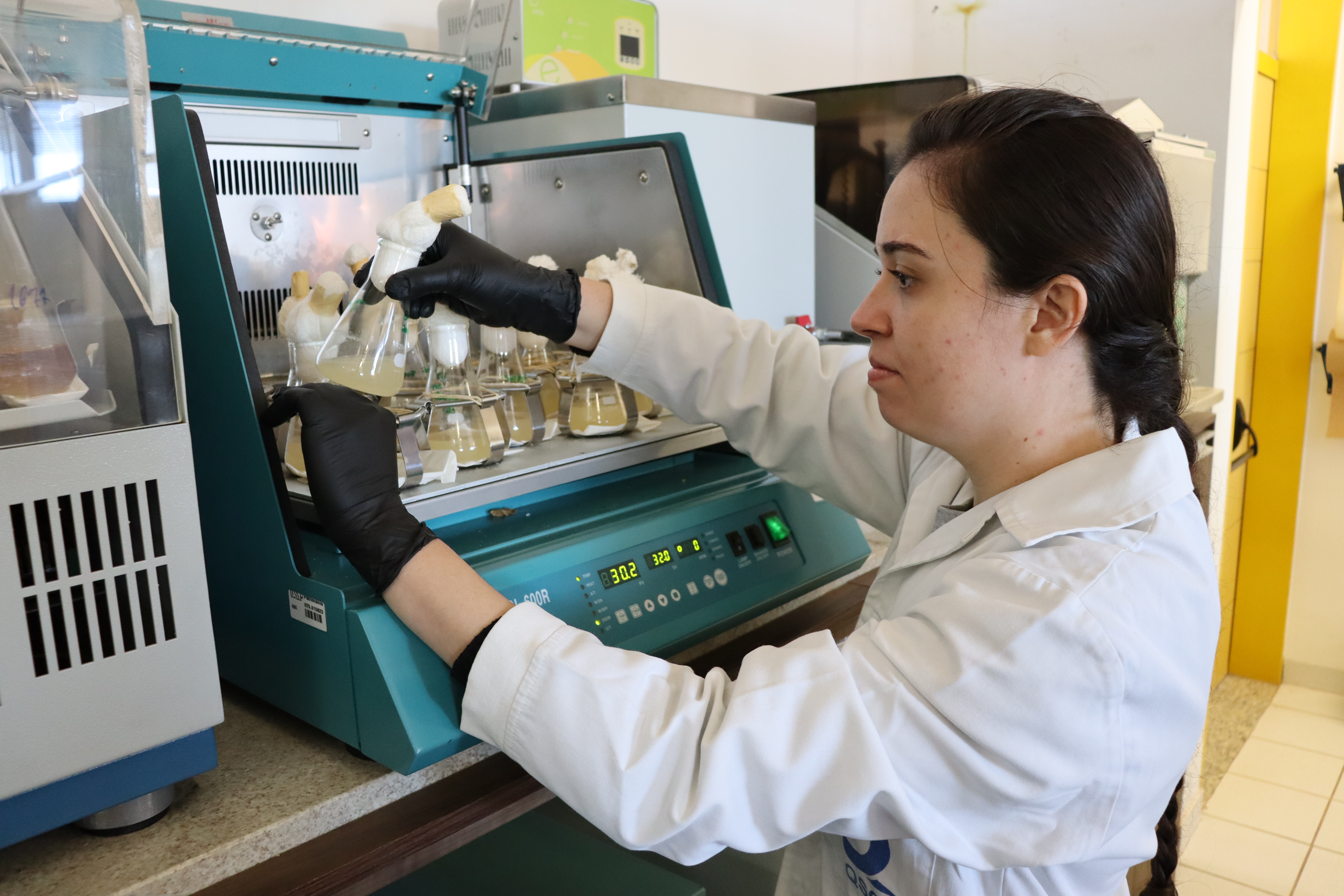 Juliana testou a ação de diferentes linhagens de bactérias contra o Fipronil e a Bifentrina. Foto: Henrique Fontes – IQSC/USP