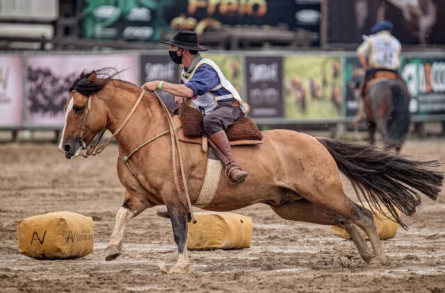 Freio de ouro classificatória sul